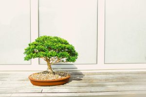 Kształtowanie małych drzewek w ramach sztuki bonsai.