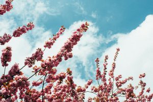 Kwiaty a psychologiczny wpływ: Jak flora wpływa na naszą psychikę?