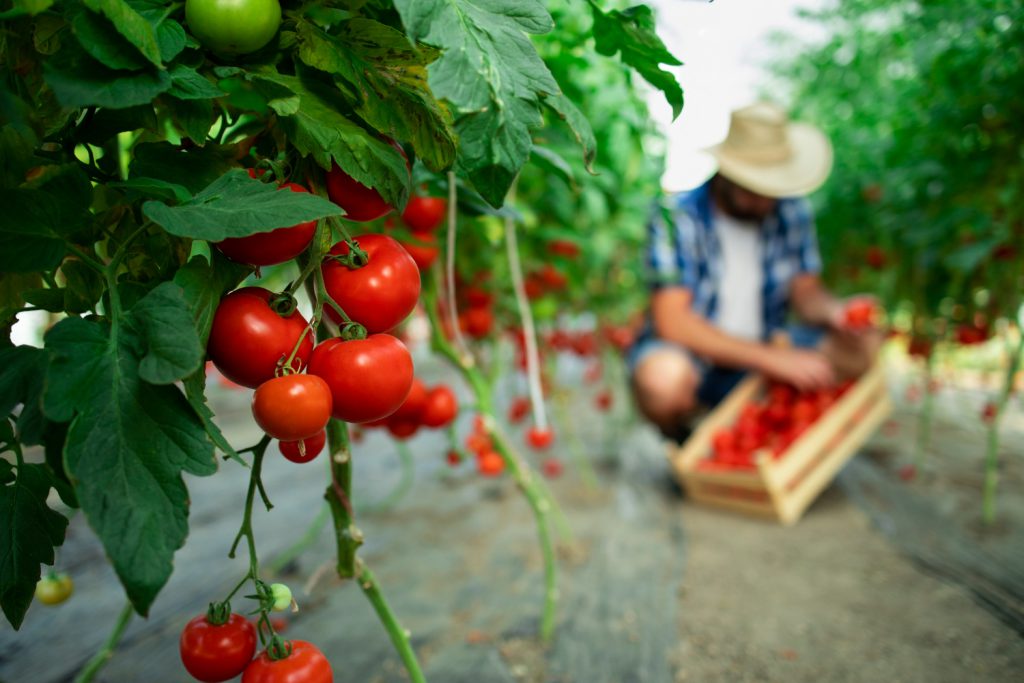własna hodowla pomidorów niezbędne narzędzia