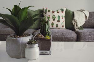 3. Najlepsze rośliny doniczkowe na wiosnę – co warto mieć w domu?