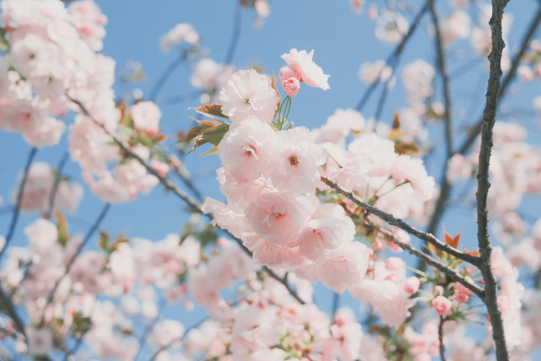 Porady: Ogród w stylu orientalnym: Tajemniczy i mistyczny klimat ogrodu