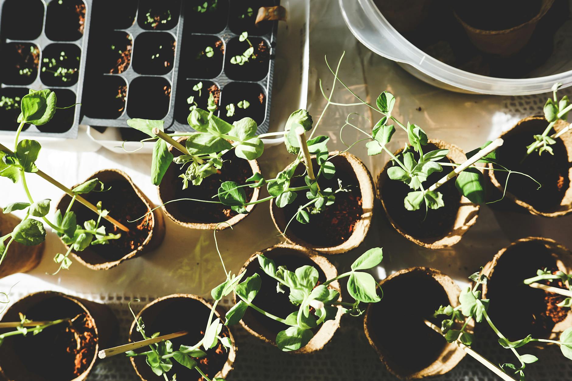 Organiczne środki ochrony roślin